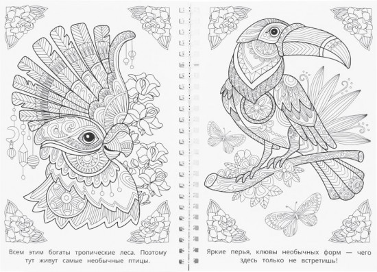 Раскраска-антистресс «Мир природы»