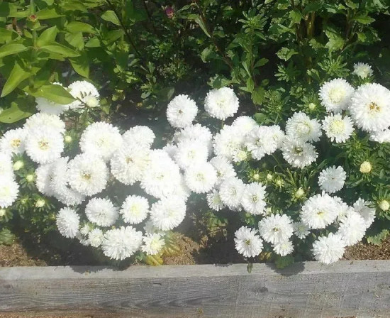 Астра «Монпансье белая карликовая»