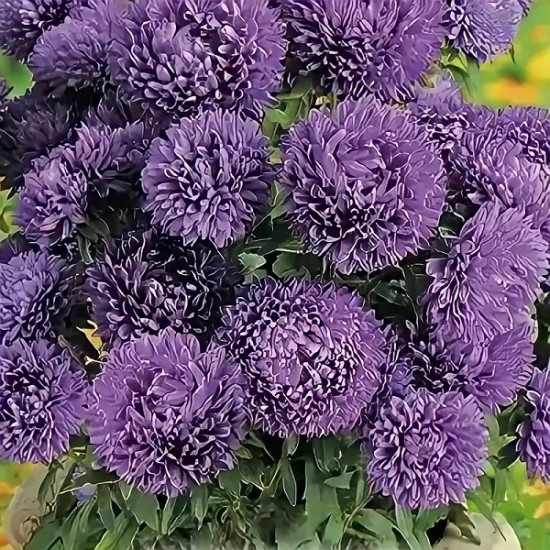 Астра «Монпансье темно-голубая карликовая»