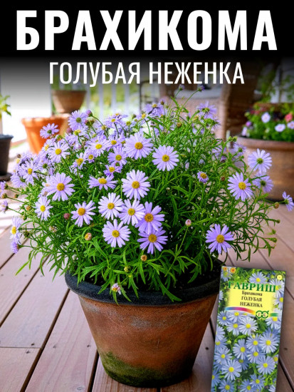 Семена брахикомы «Голубая неженка»