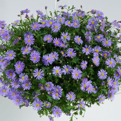 Семена брахикомы «Голубая неженка» - Фото 2