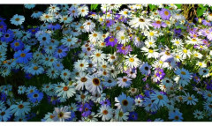 Семена брахикомы «Маргарита» - Фото 1