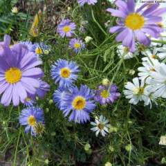 Семена брахикомы «Маргарита» - Фото 2