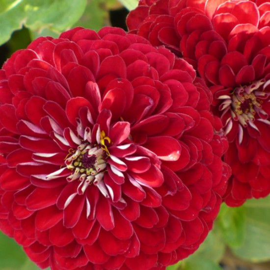 Цинния «Великан красный»