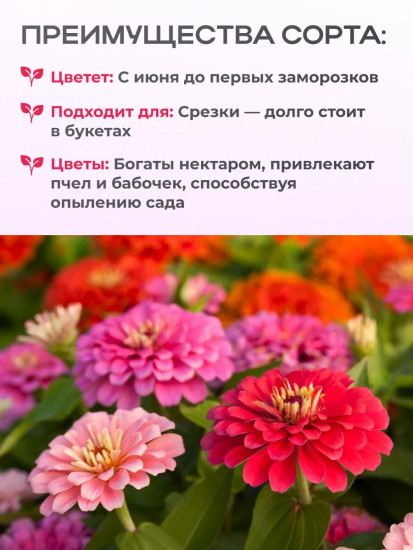 Цинния Дюймовочка