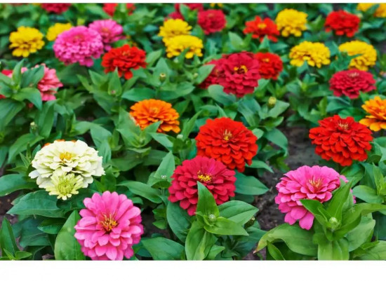 Цинния  Калифорнийская