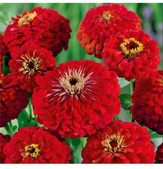 Цинния крупноцветковая винно-красная