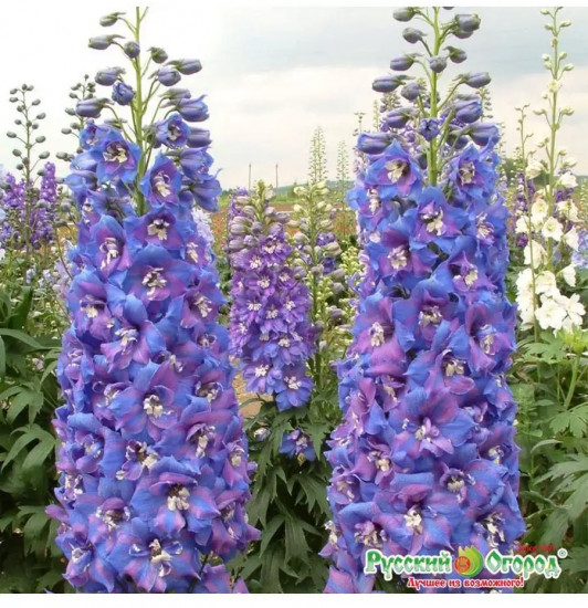 Семена дельфиниума «Двуцветные звёзды»