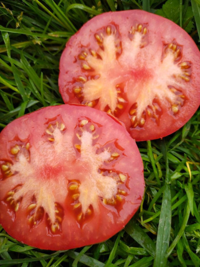 Семена томата коллекционные «Шунтукский великан»