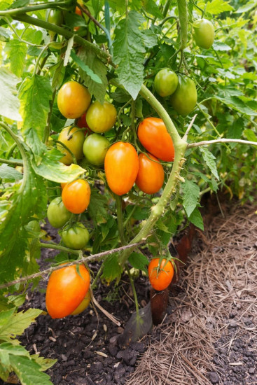 Семена коллекционные томата «Луч»