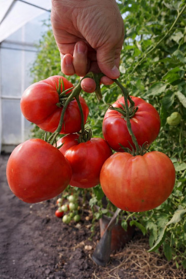 Семена коллекционные томата «Девичье сердце»