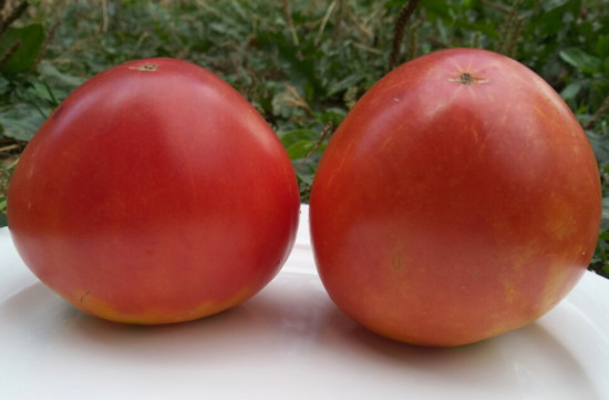 Семена коллекционные томата «Сызранское бычье сердце»