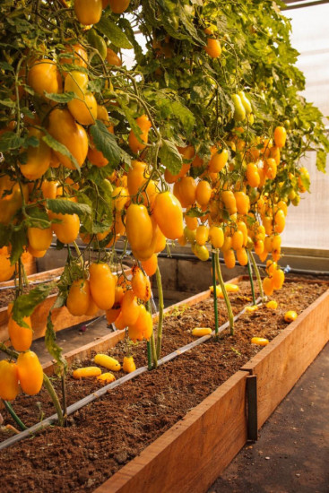 Семена коллекционные томата «Римская свеча»