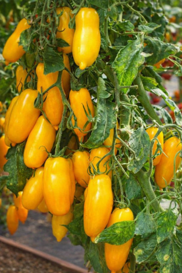 Семена коллекционные томата «Римская свеча»