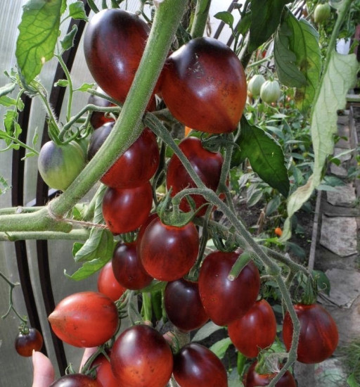 Семена коллекционные томата «Паскаль из Пикардии»