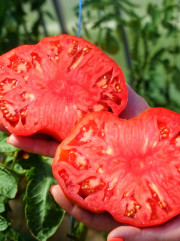 Семена коллекционные томата «Замок Шартр» - Фото 1