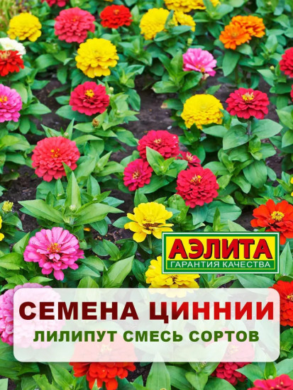 Семена циннии низкорослой «Лилипут смесь»