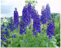 Семена дельфиниума «Черный рыцарь» - Фото 1