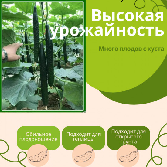 Семена. Китайские огурцы