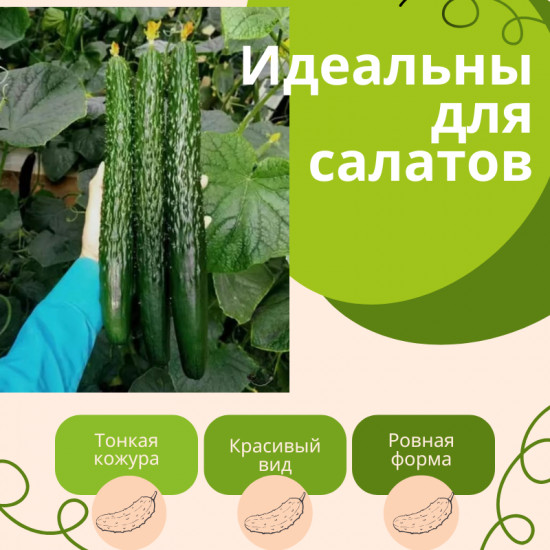 Семена. Китайские огурцы