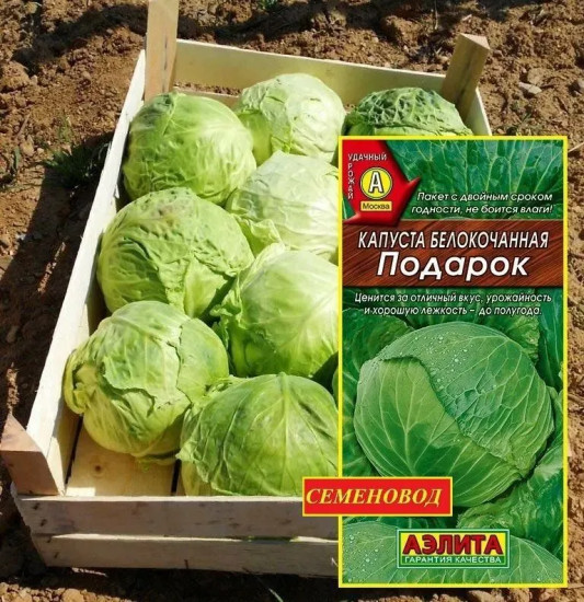 Семена капусты белокочанной «Подарок»