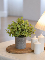 Растение декоративное «Mini Loft» - Фото 1