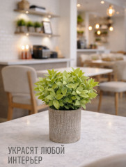 Растение декоративное «Mini Loft» - Фото 2