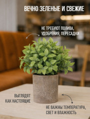 Растение декоративное «Mini Loft» - Фото 3