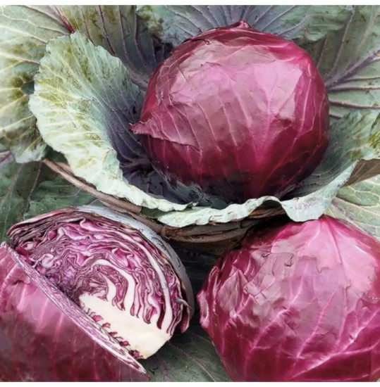 Семена капусты краснокочанной «Жар-птица»