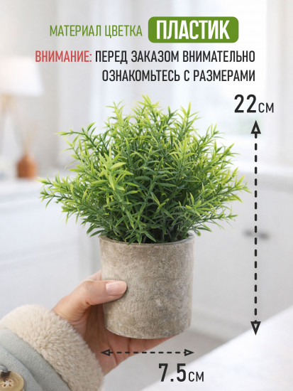 Растение декоративное «Mini Loft»