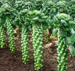 Капуста брюссельская «Розелла» - Фото 1