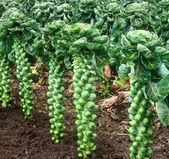 Капуста брюссельская «Розелла»