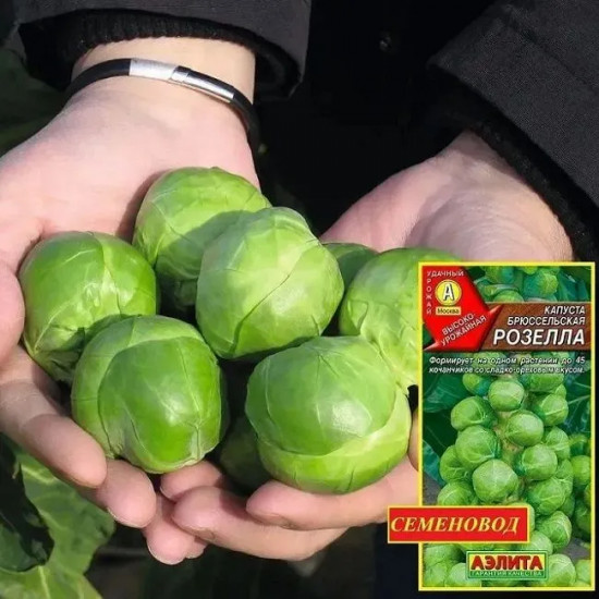 Капуста брюссельская «Розелла»