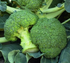 Капуста брокколи «Тонус» - Фото 1