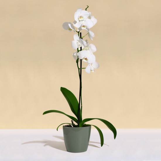 Кашпо для цветов