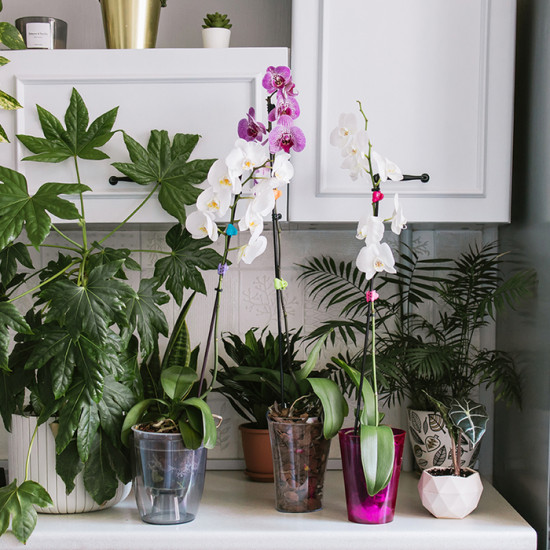 Горшок для орхидей