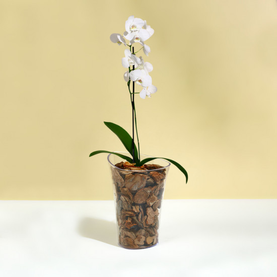 Горшок для орхидей