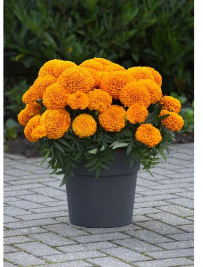 Семена бархатцов прямостоячих «Апельсин»