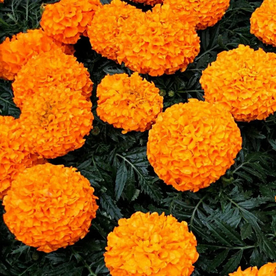 Семена бархатцов прямостоячих «Апельсин»