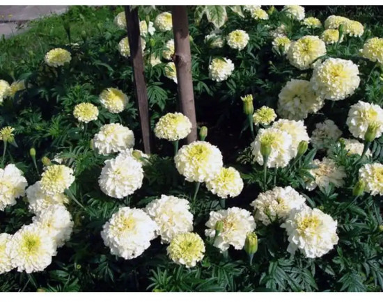 Семена бархатцев прямостоячих «Белоснежка»