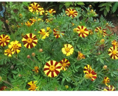 Семена бархатцев «Весёлый клоун отклоненные» - Фото 1