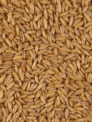 Крупа овсяная цельная - Фото 4