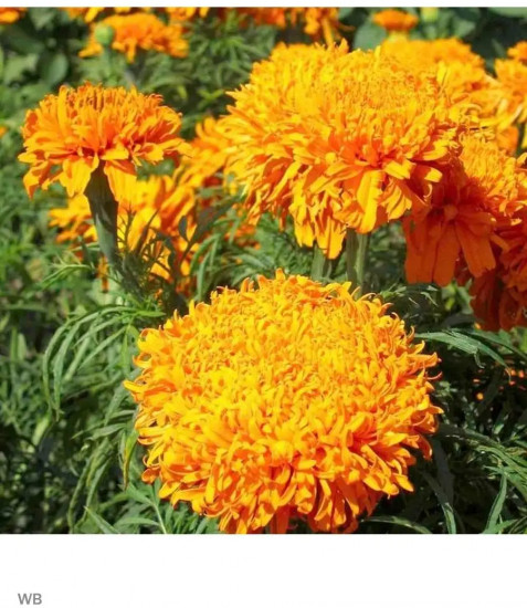 Бархатцы «Геркулес прямостоячий»