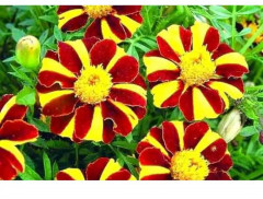 Бархатцы «Карусель отклоненные» - Фото 1