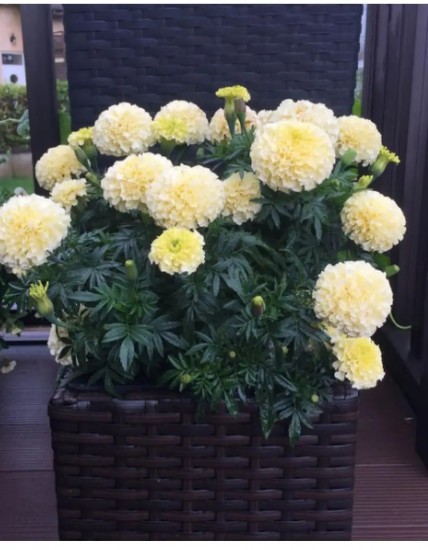 Бархатцы «Килиманджаро прямостоячие»