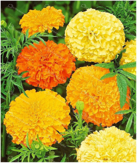 Бархатцы «Смесь Окрасок»