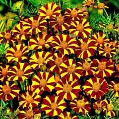 Бархатцы «Стриптиз» - Фото 1