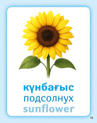 Дидактикалық карточкалар «Гүлдер». Дидактические карточки «Цветы. Flowers» - Фото 2