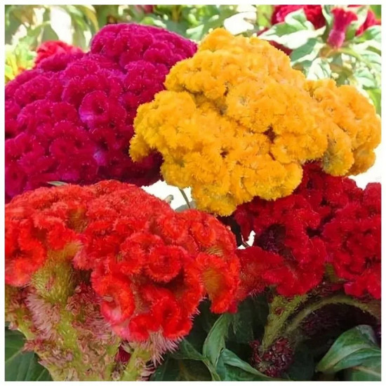 Целозия гребенчатая «Петушиный гребешок»