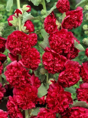 Шток-роза «Бордо» - Фото 1